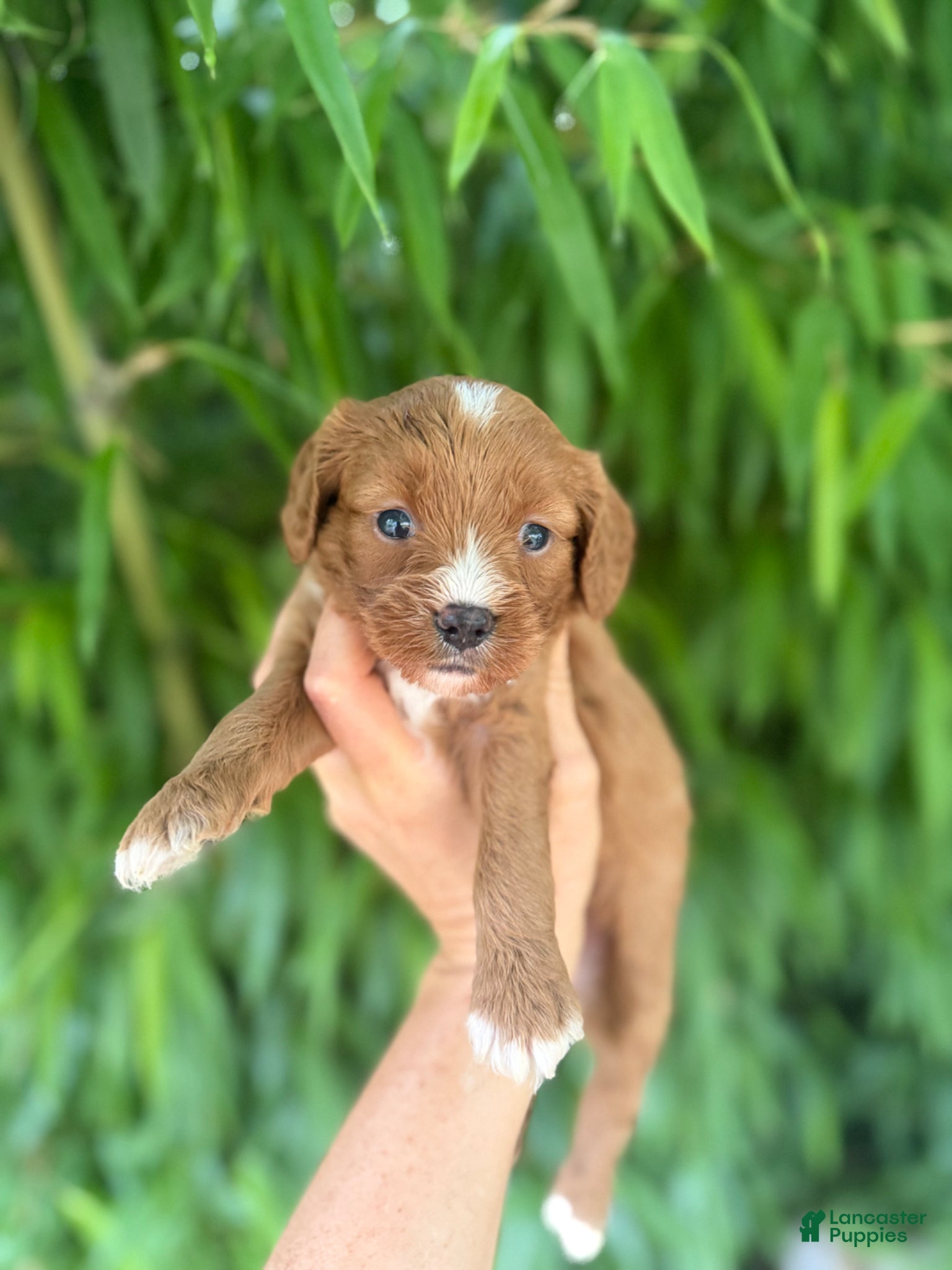 Cavapoo dogs Cavapoo Puppy 2 - Ad 33