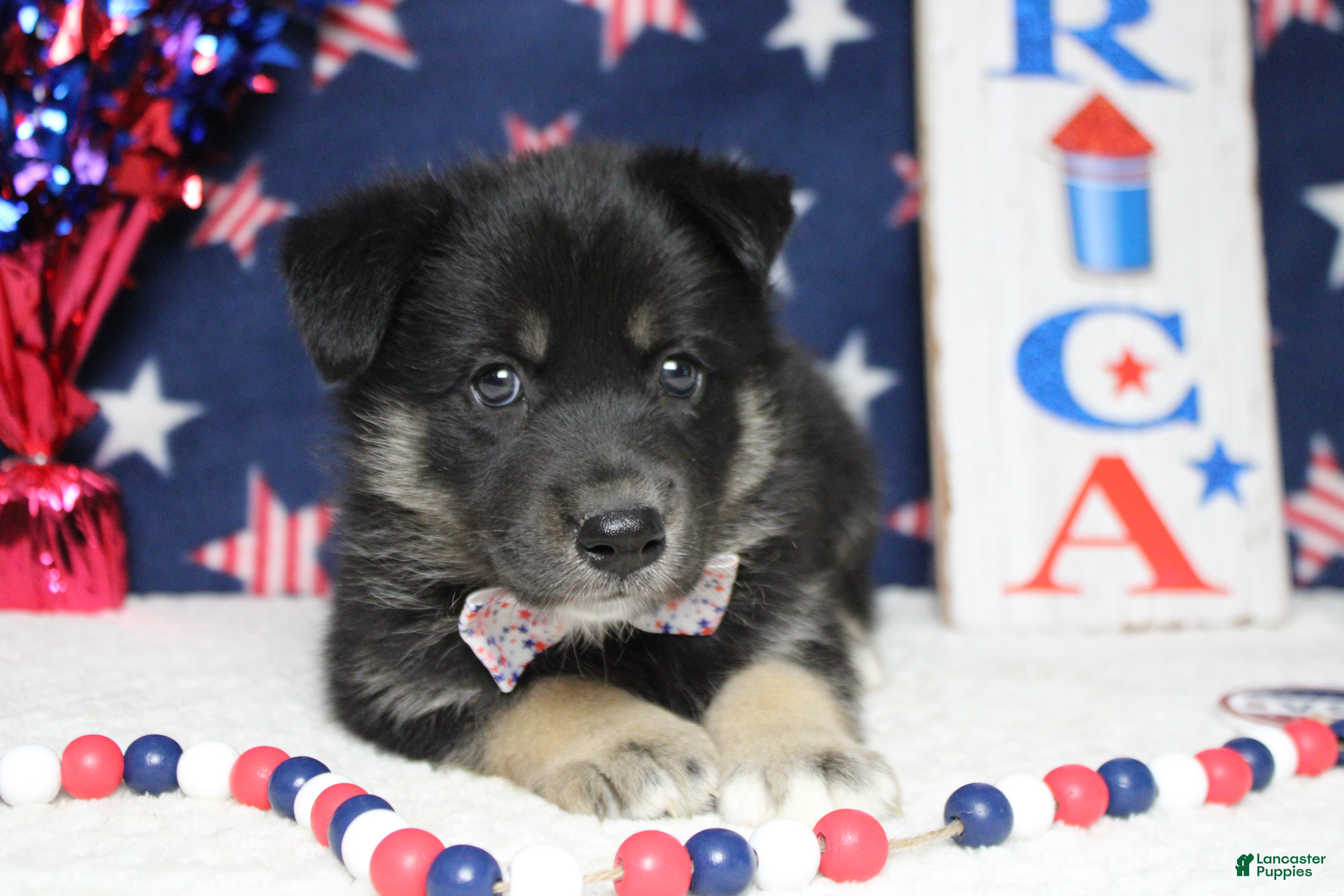 Mixed Breed dogs Bergamont  - Ad 16