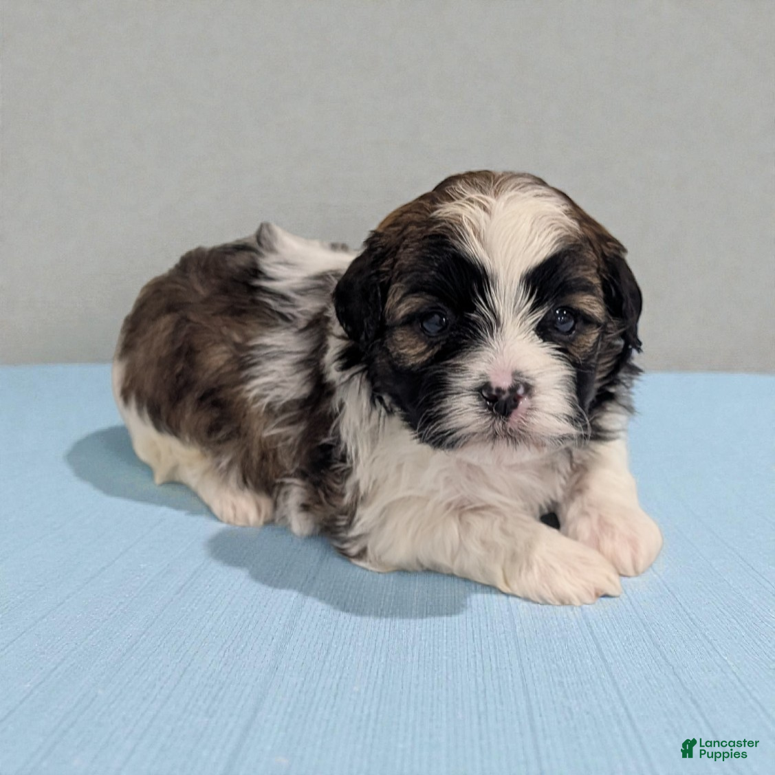 Shihpoo dogs Rocky - Ad 1