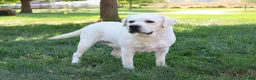 Labrador Retriever dogs for sale: Wanda  - Ad 8