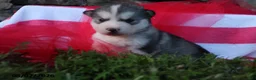 Alaskan Malamute dogs for sale: Gem - Ad 1