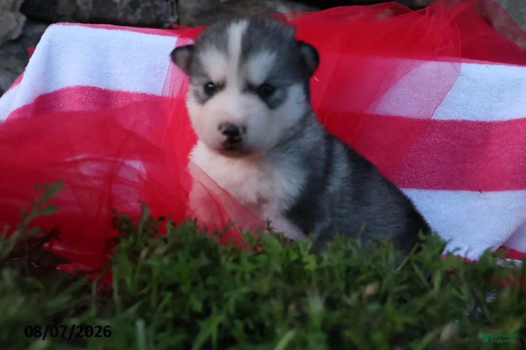 Alaskan Malamute dogs for sale: Gem - Ad 1