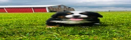 Bernese Mountain Dog dogs for sale: Montgomery - Ad 8