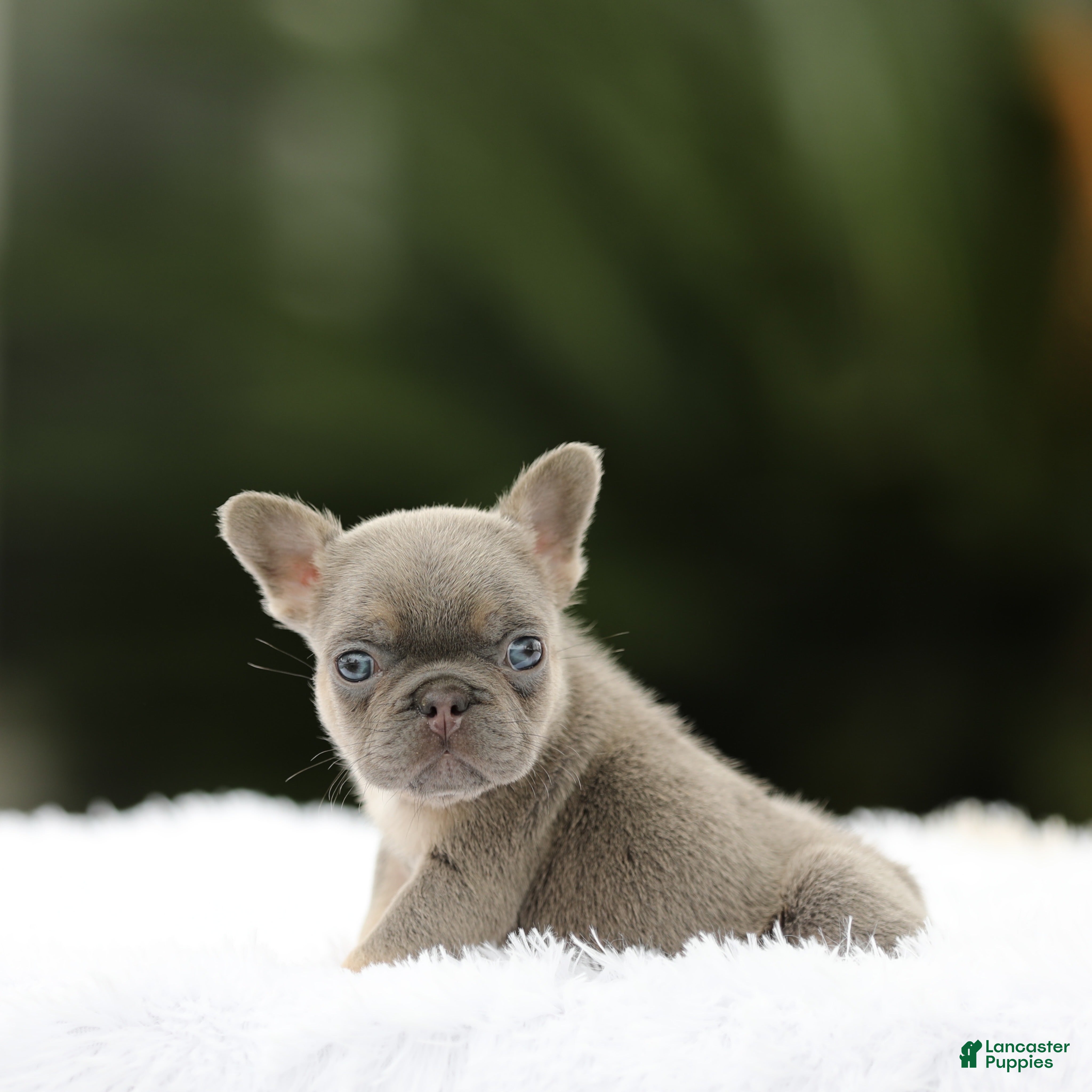 French Bulldog dogs French Bulldog Puppy 2 - Ad 21