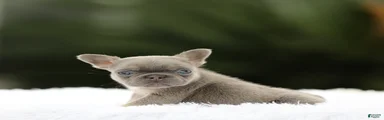 French Bulldog Puppy 2