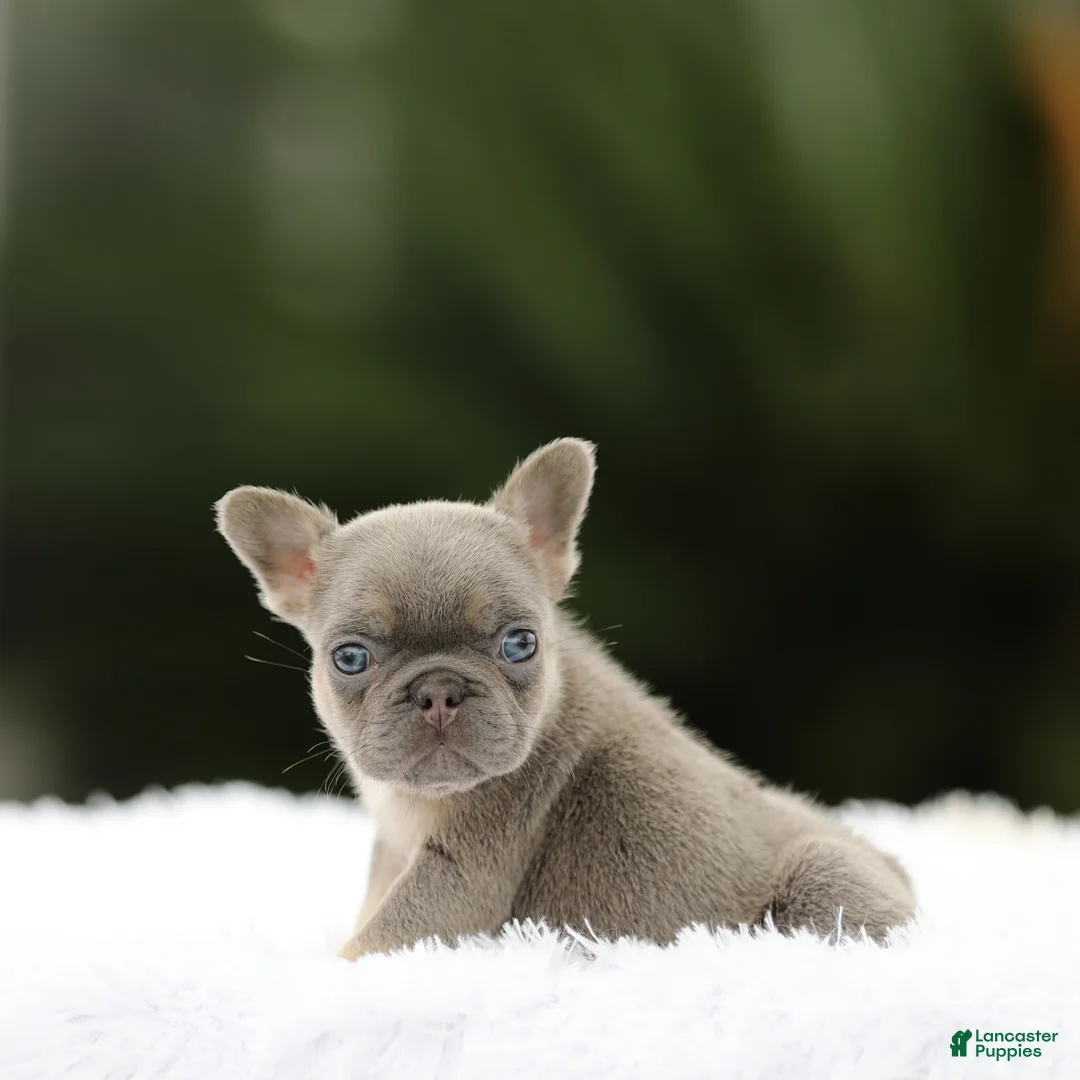 French Bulldog dogs for sale: French Bulldog Puppy 2 - Ad 1