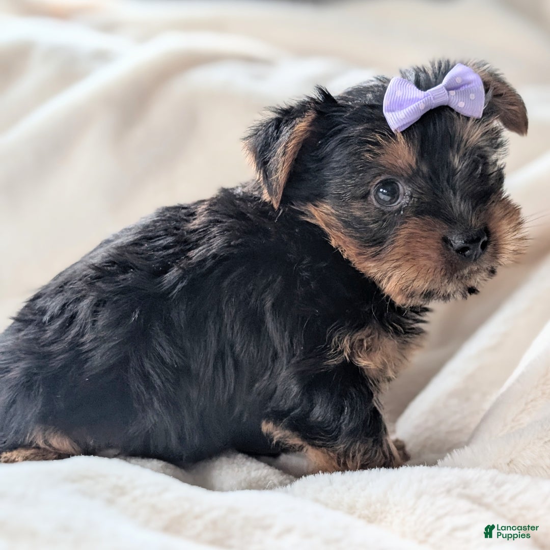 Yorkshire Terrier dogs for sale: Elsa - Ad 3
