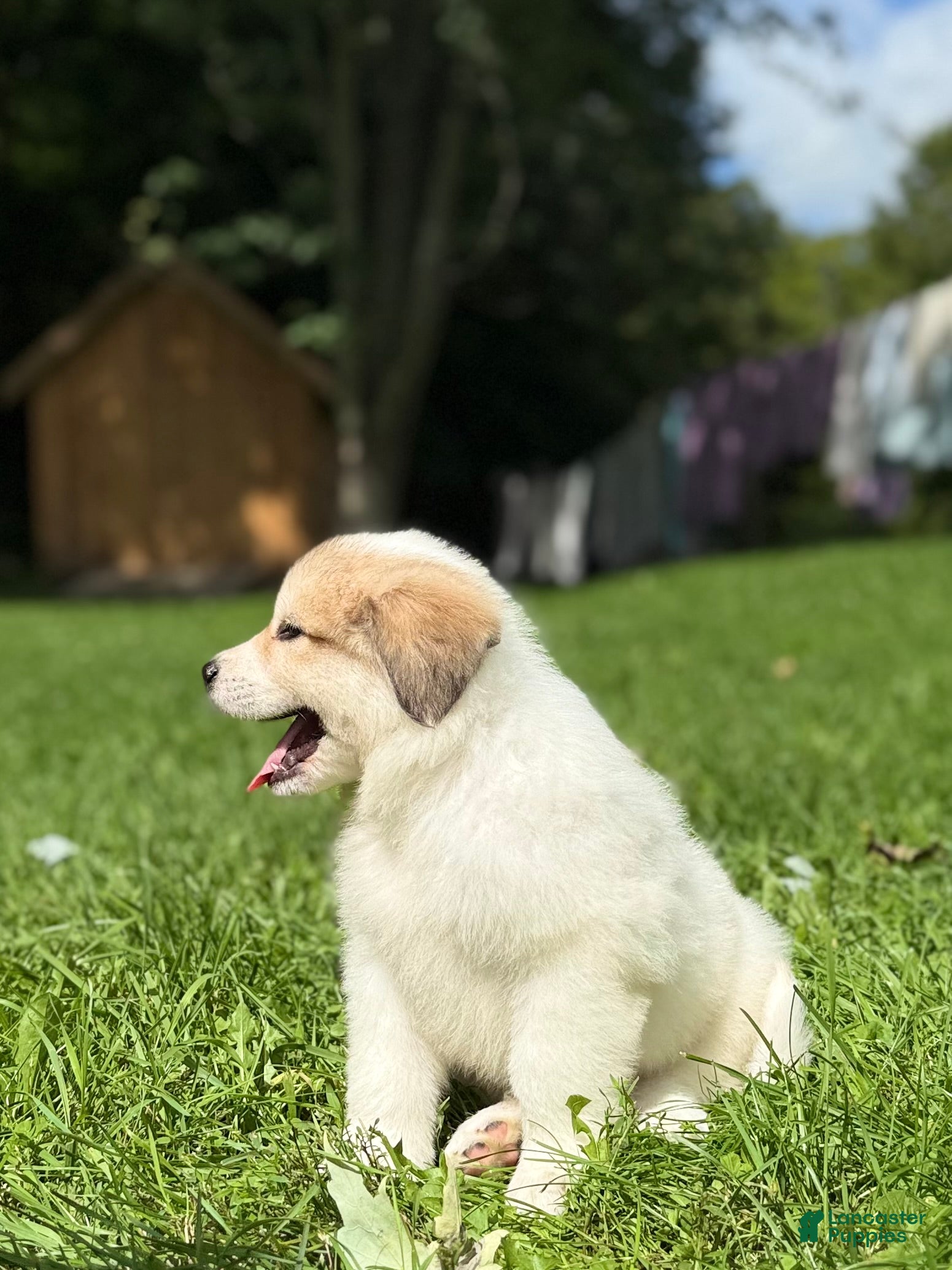 Great Pyrenees dogs Rita - Ad 2