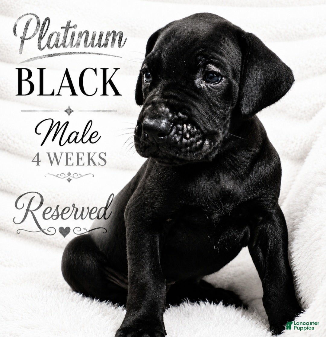 Great Dane dogs Platinum  - Ad 28