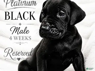 Great Dane dogs Platinum - Ad 28