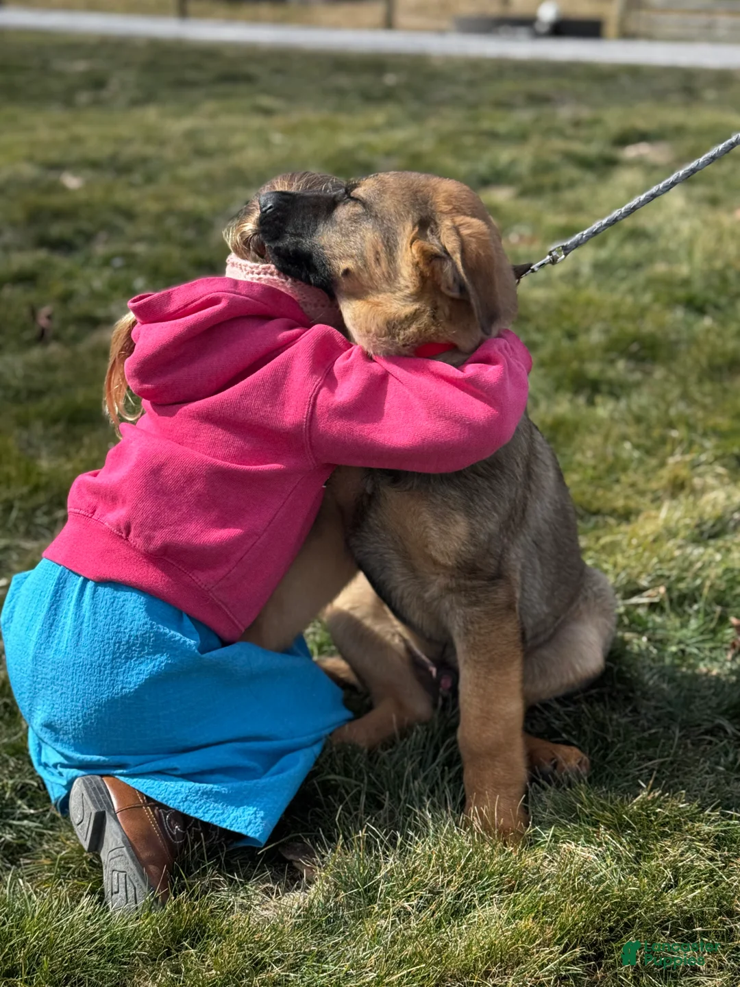 German Shepherd dogs for sale: Branson - Ad 2