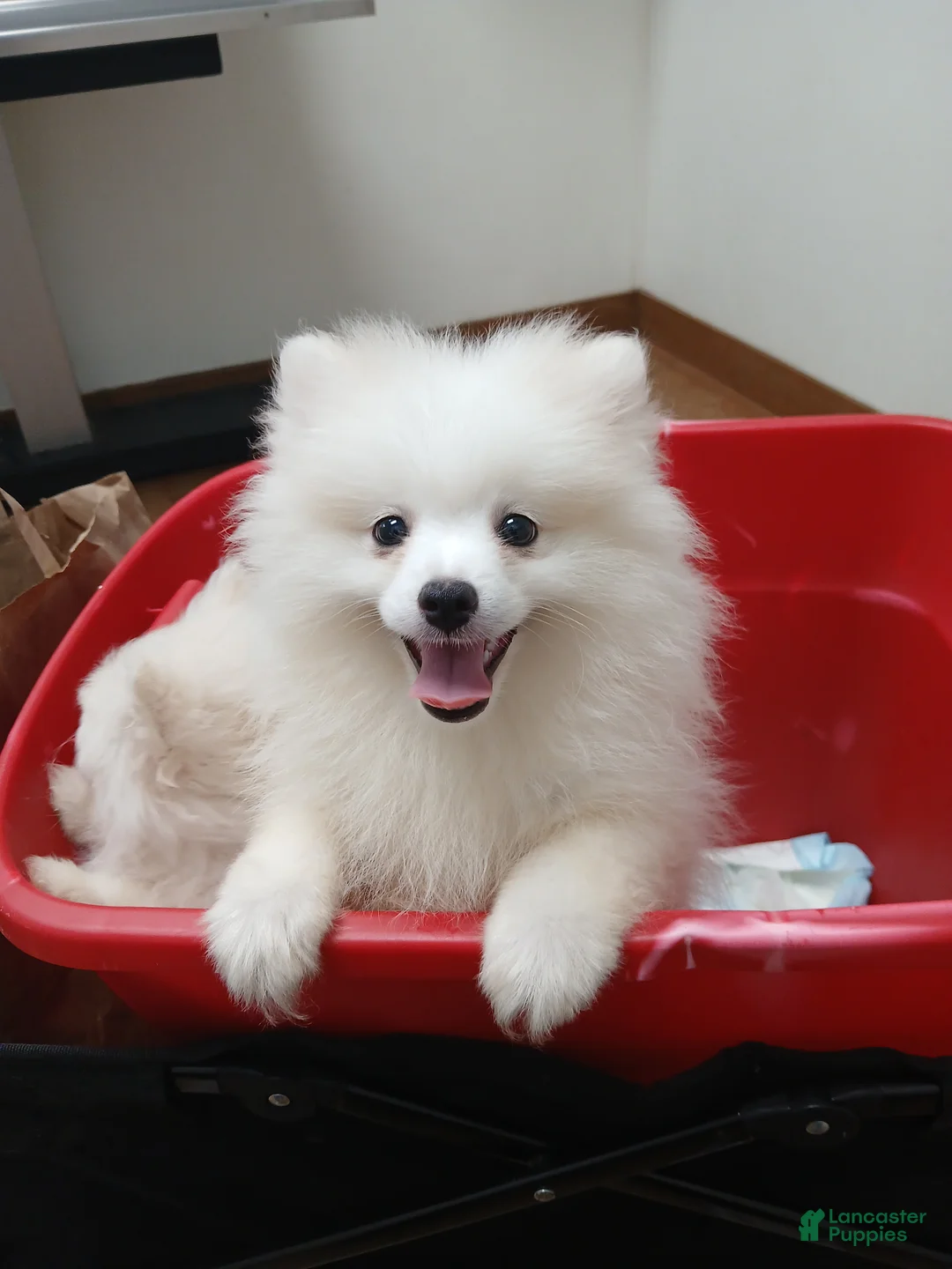 Pomeranian dogs for sale: AKC Benji - Ad 3