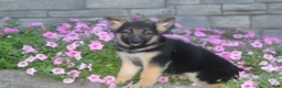 German Shepherd dogs for sale: Baily - Ad 4