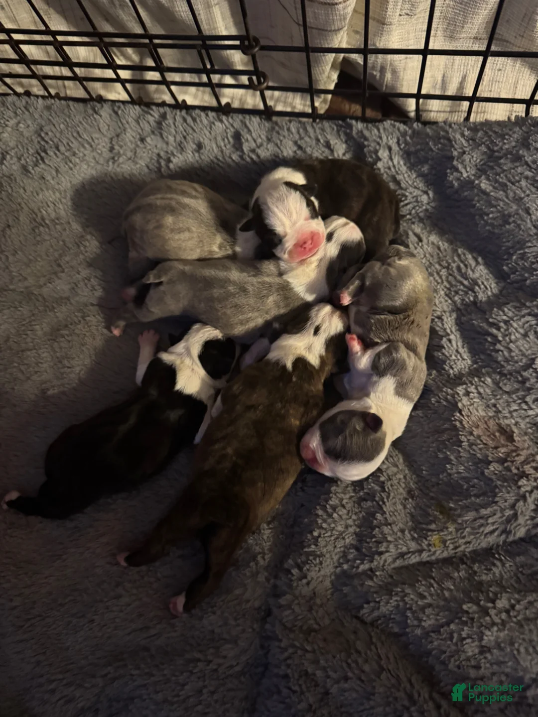 Boston Terrier dogs for sale: Boston Terrier Puppy 2 - Ad 1
