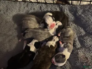 Boston Terrier dogs Boston Terrier Puppy 2 - Ad 41