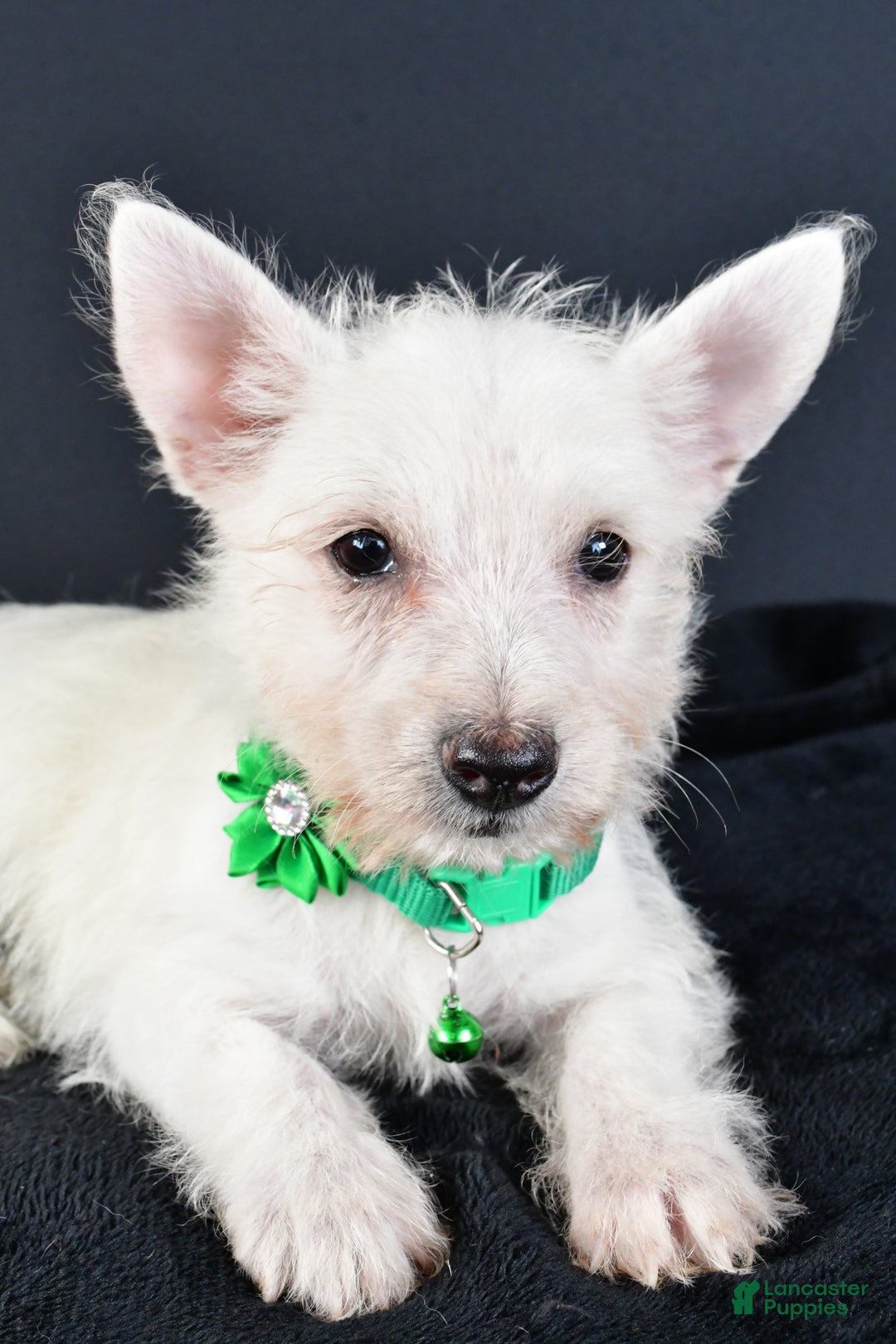 West Highland Terrier dogs for sale: Mae - Ad 6
