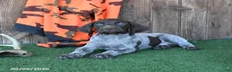 German Shorthaired Pointer dogs for sale: Royal - Ad 3
