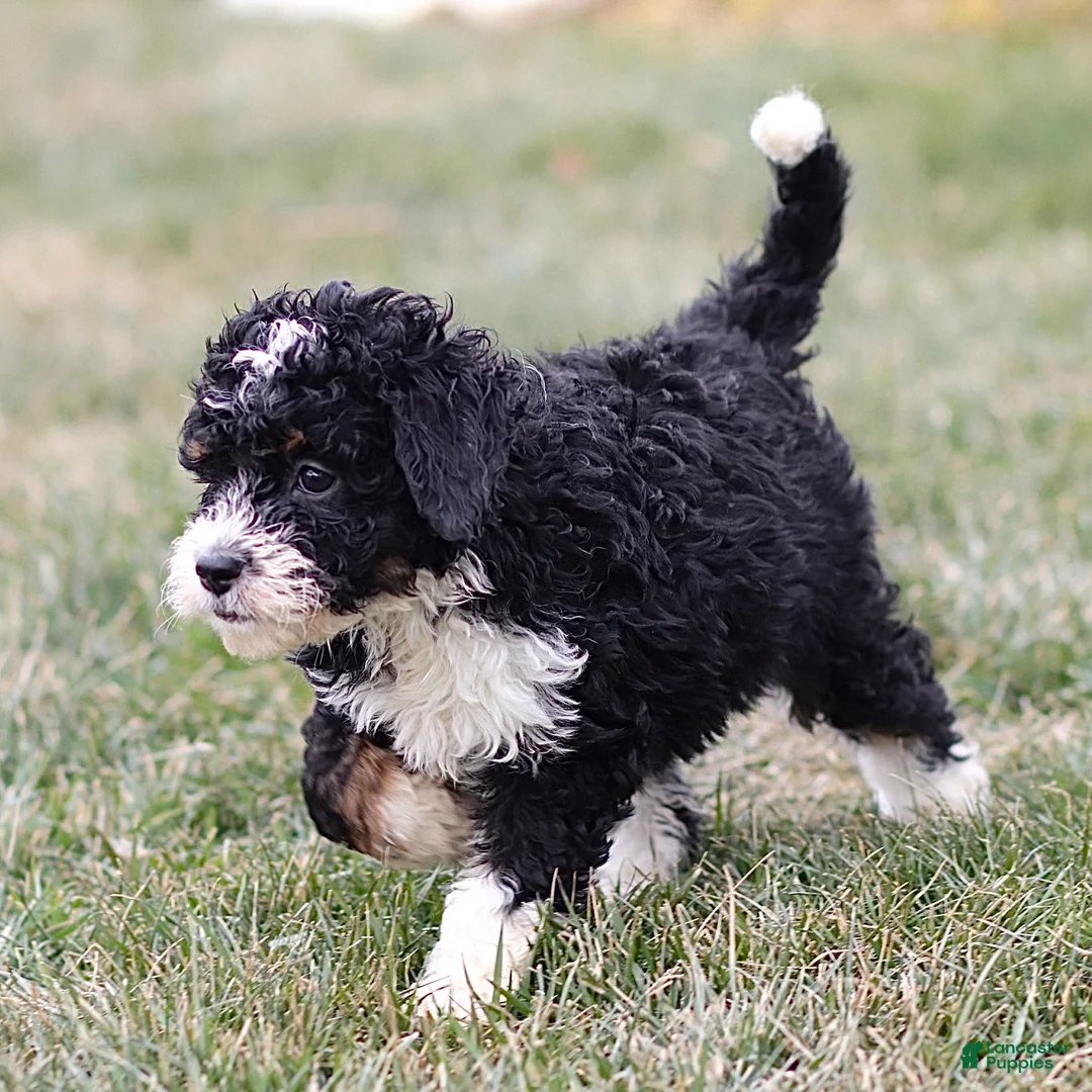 Mini Bernedoodle dogs for sale: Hailey - Ad 2