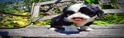 Havapoo dogs for sale: Inky - Ad 5