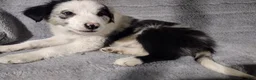 Border Collie dogs for sale: Jasper - Ad 2