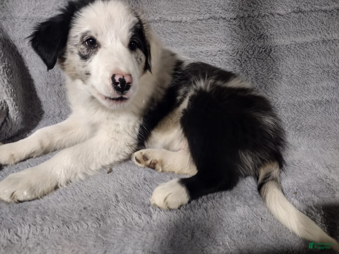Border Collie dogs for sale: Jasper - Ad 2