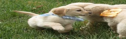 Golden Retriever dogs for sale: Blue Boy AKC Golden - Ad 3