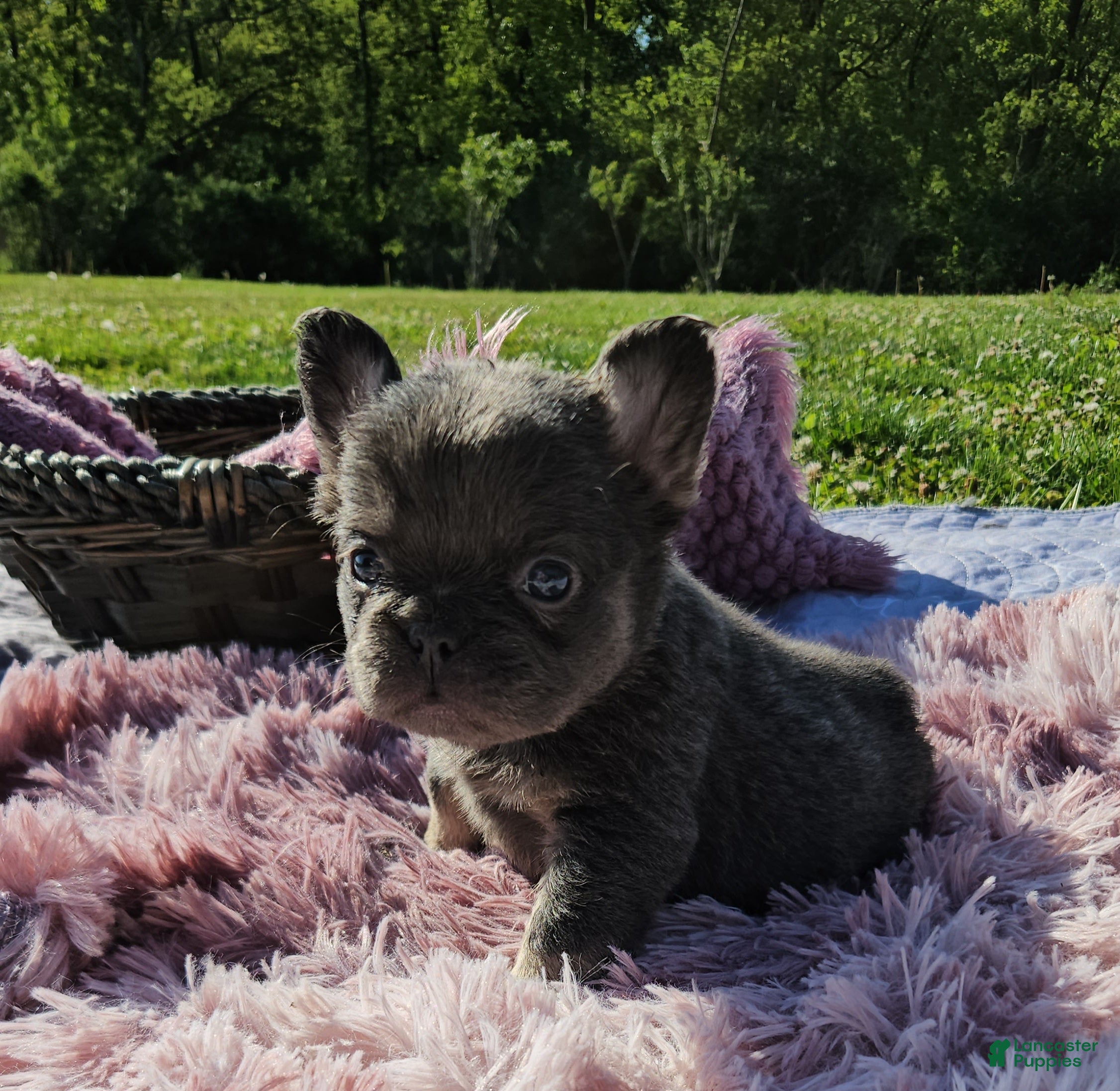French Bulldog dogs French Bulldog Puppy 9 - Ad 2