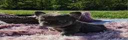 French Bulldog dogs for sale: French Bulldog Puppy 9 - Ad 6