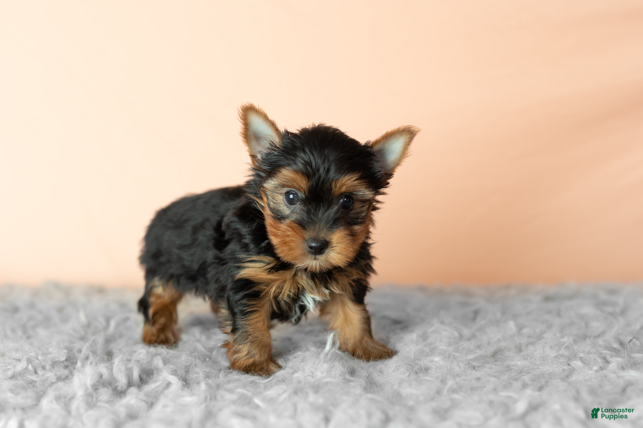 Yorkshire Terrier dogs Jasper  - Ad 39