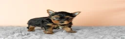 Yorkshire Terrier dogs for sale: Jasper  - Ad 1