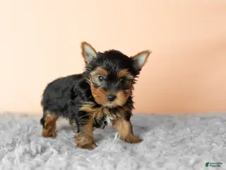 Yorkshire Terrier dogs Jasper - Ad 38