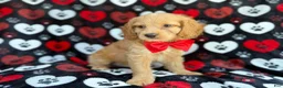 Cockapoo dogs for sale: Tuck - Ad 2