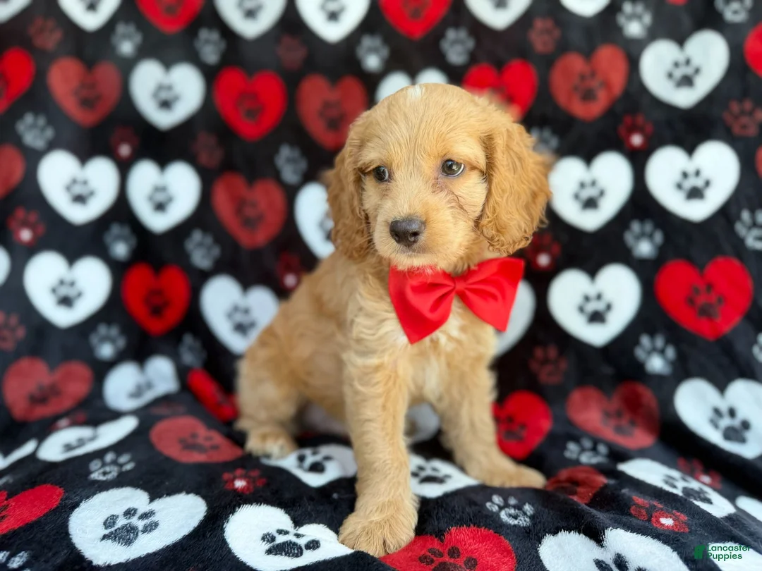 Cockapoo dogs for sale: Tuck - Ad 2