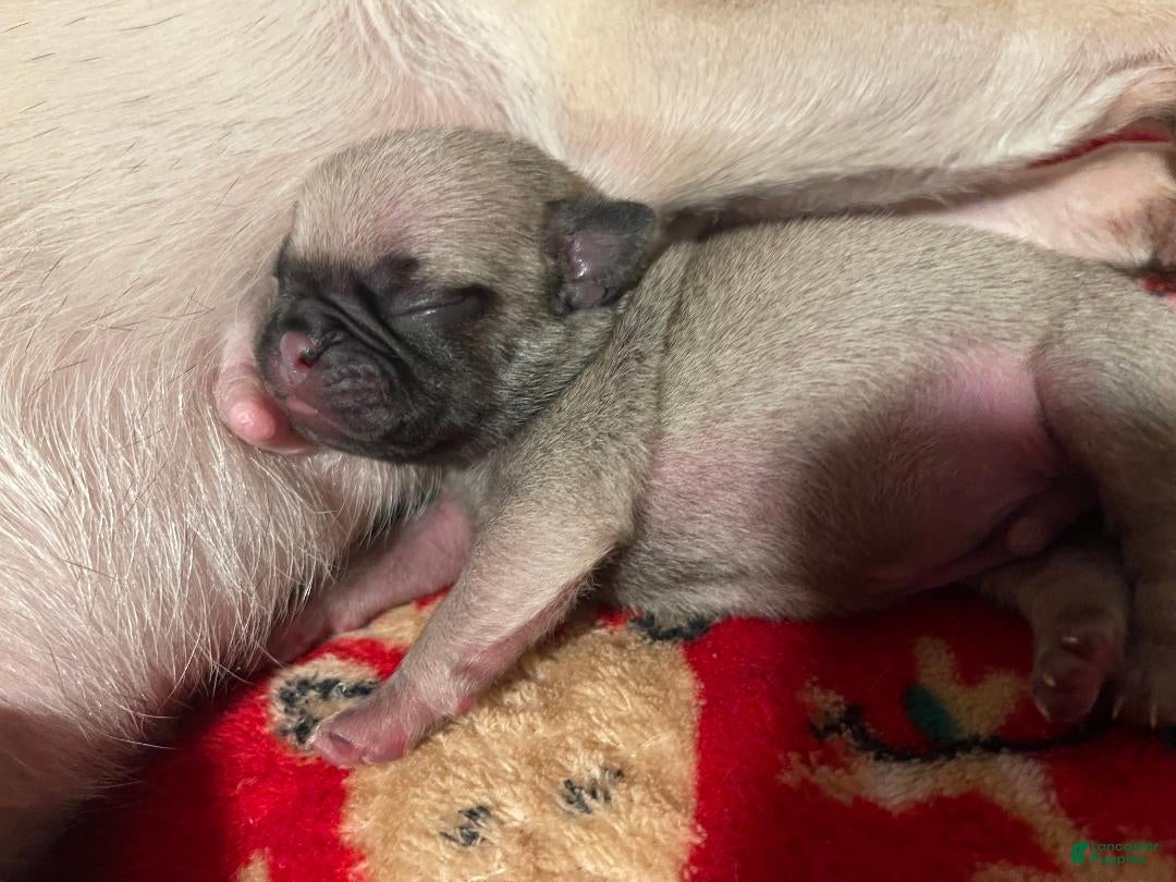 Pug dogs for sale: DIESEL - Ad 1