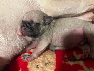 Pug dogs DIESEL - Ad 33