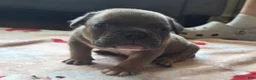 American Bully dogs for sale: Blue Fawn - Ad 3