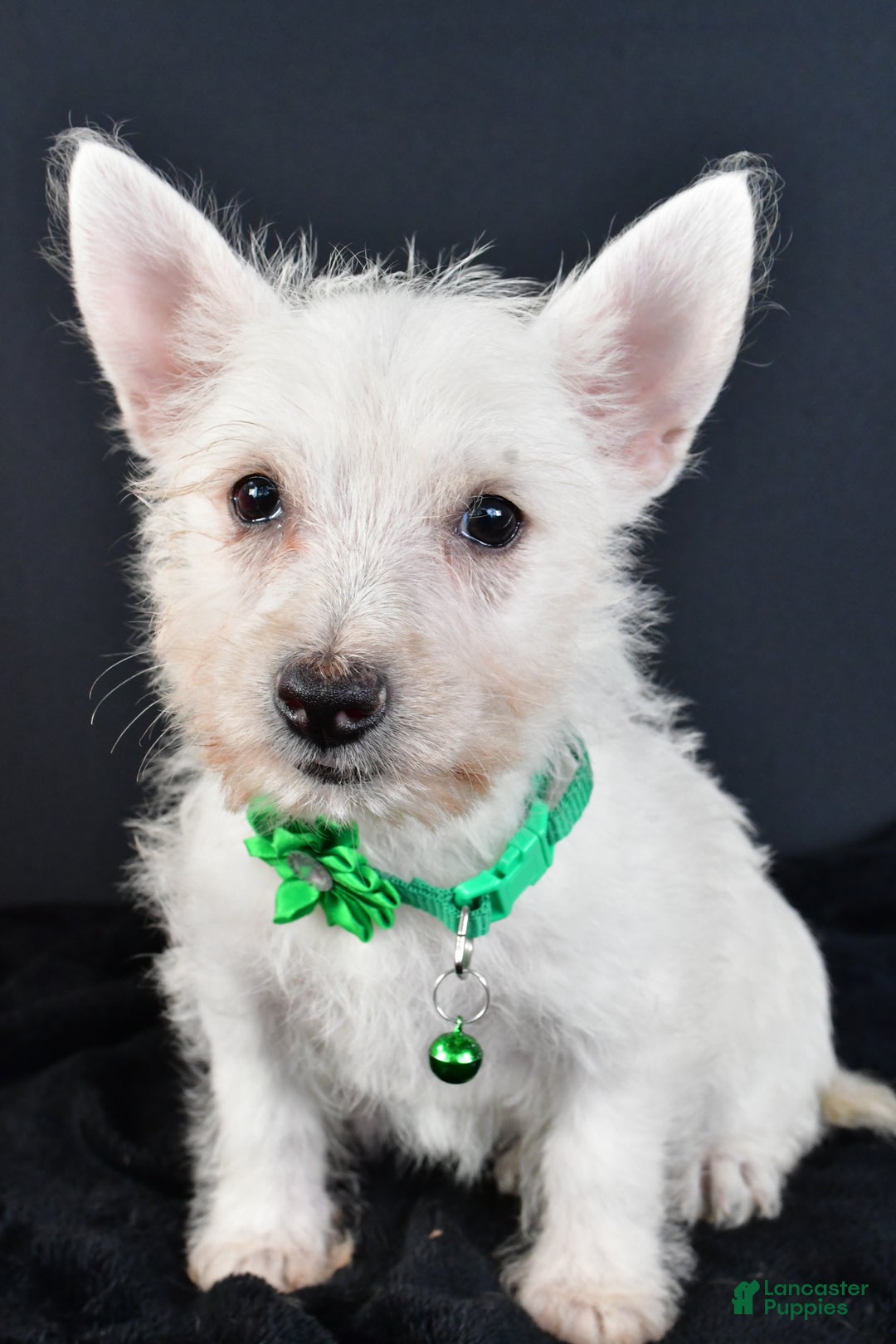 West Highland Terrier dogs for sale: Mae - Ad 3