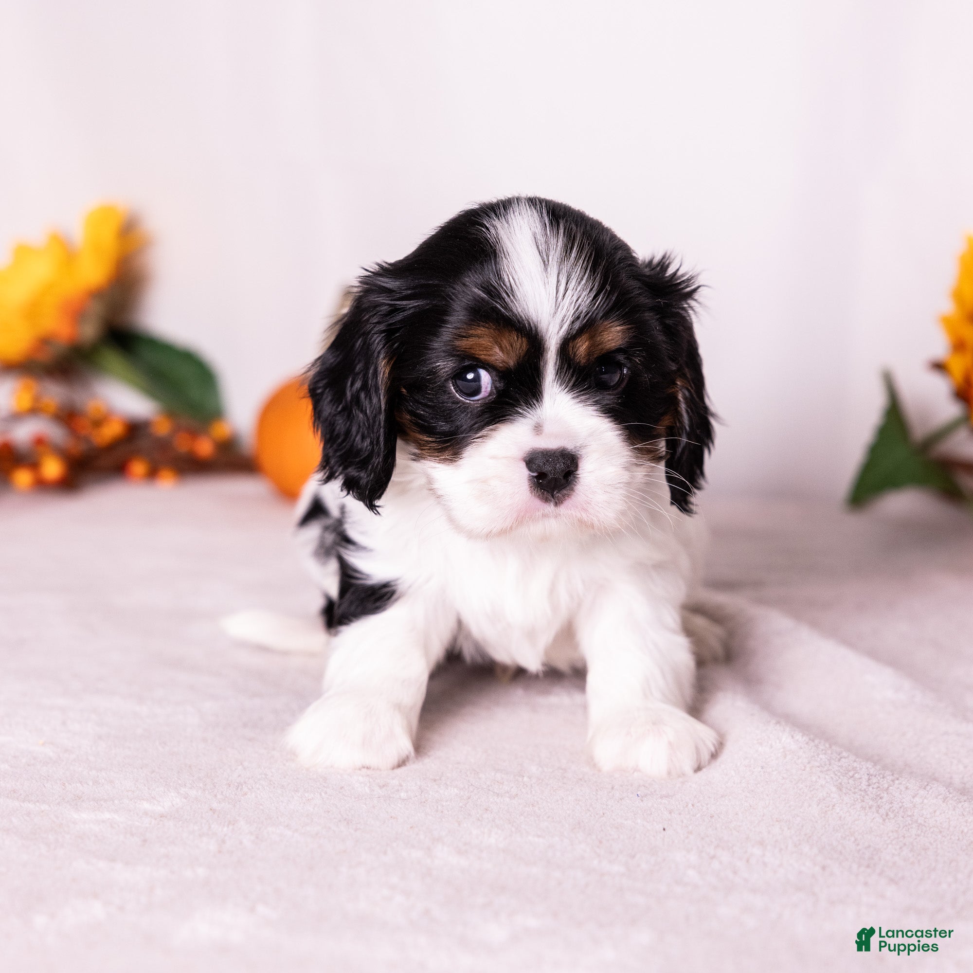 Cavalier King Charles Spaniel dogs Oreo - Ad 2