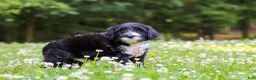 Portuguese Water Dog dogs for sale: Beau - Ad 3