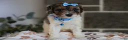 Cavapoo dogs for sale: Charlotte - Ad 8