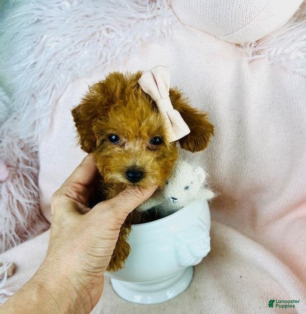 Toy Poodle dogs Meet Panzy! Toy Poodle Puppy  - Ad 16