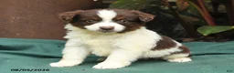 Miniature Australian Shepherd dogs for sale: Sabrina - Ad 5