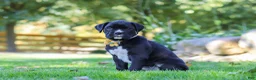 Boxer dogs for sale: Axel - Ad 4