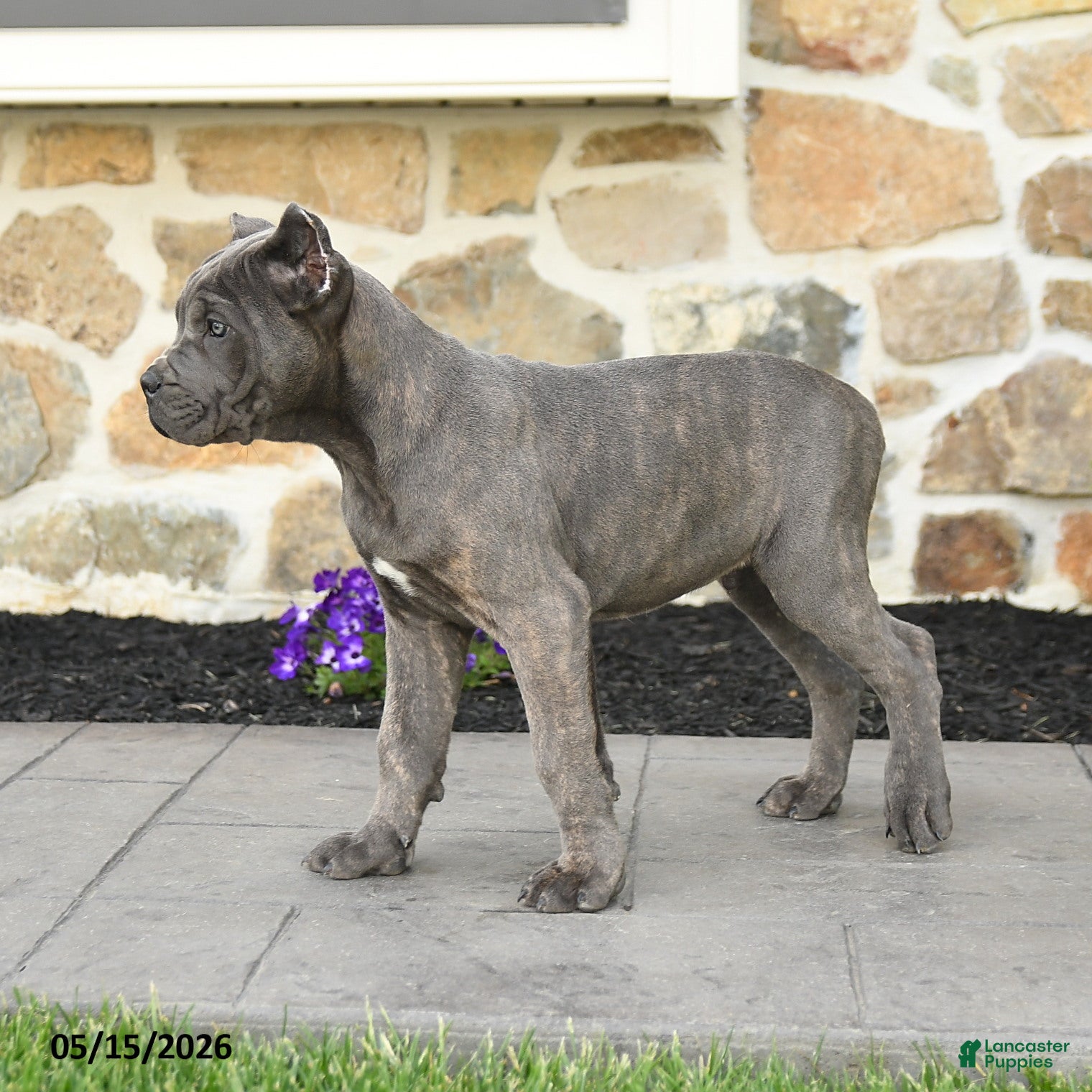 Cane Corso dogs Hector - Ad 2