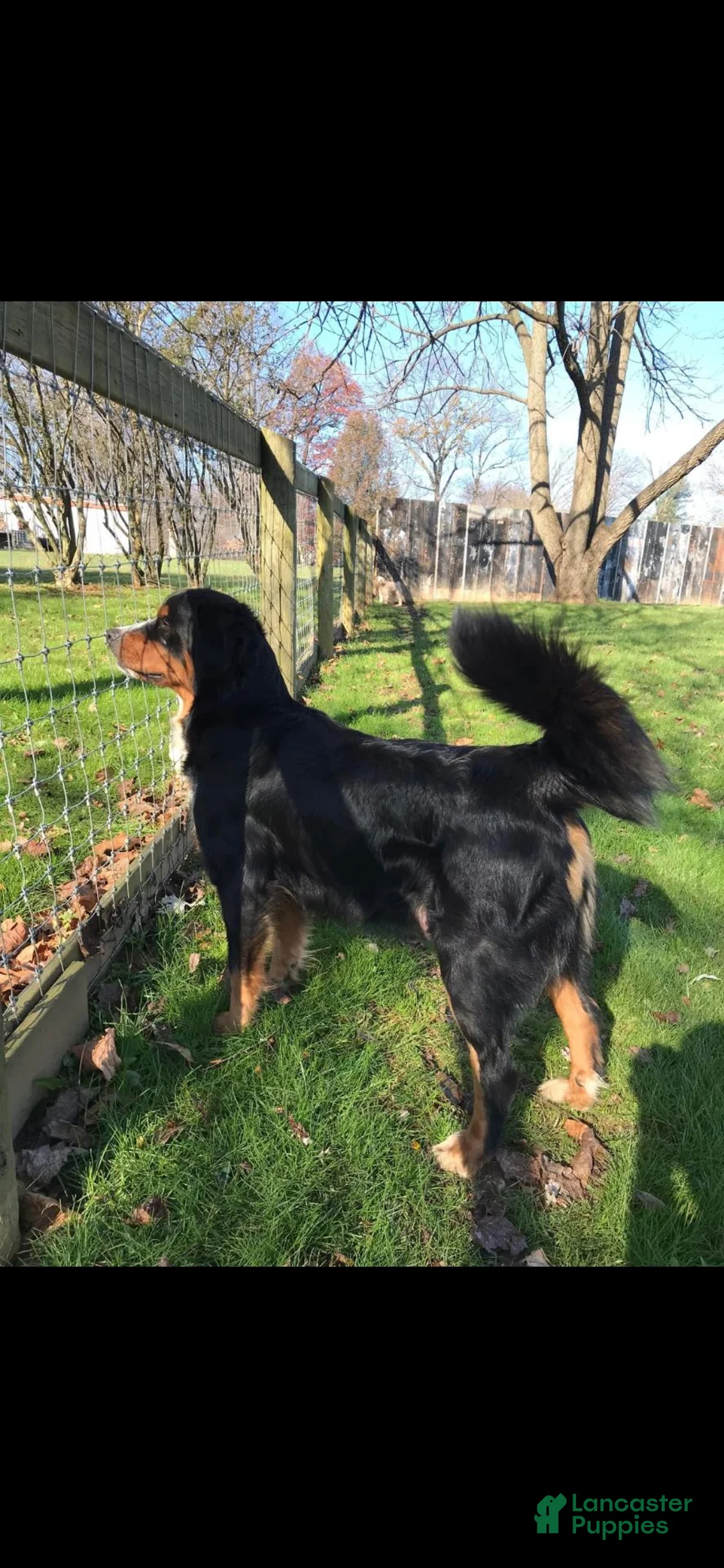 Mini Bernedoodle dogs for sale: Gemelli - Ad 4
