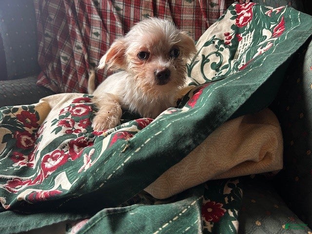 Cavapoo dogs for sale: Cavapoo Puppy 3 - Ad 3