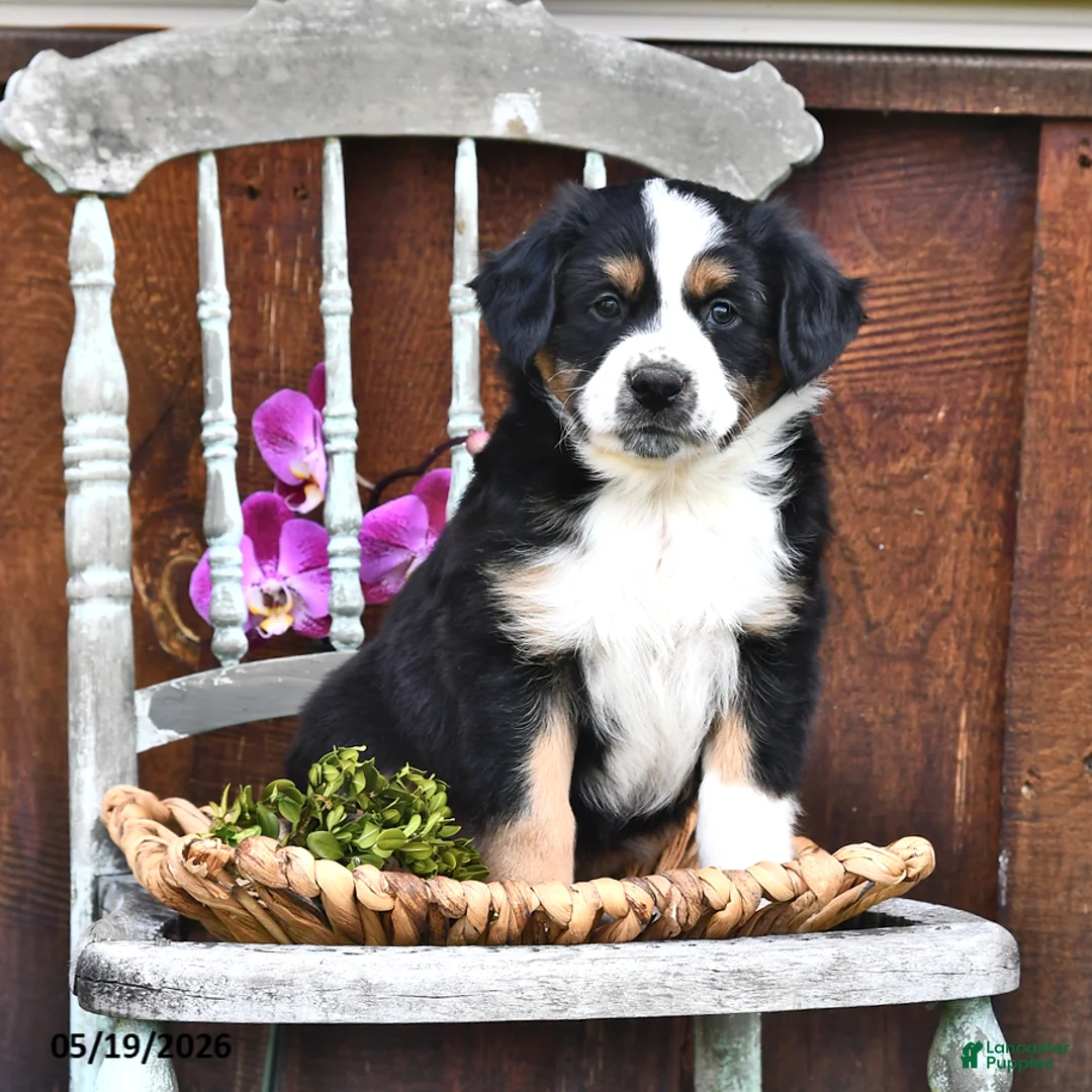 Australian Shepherd dogs for sale: Albert - Ad 2