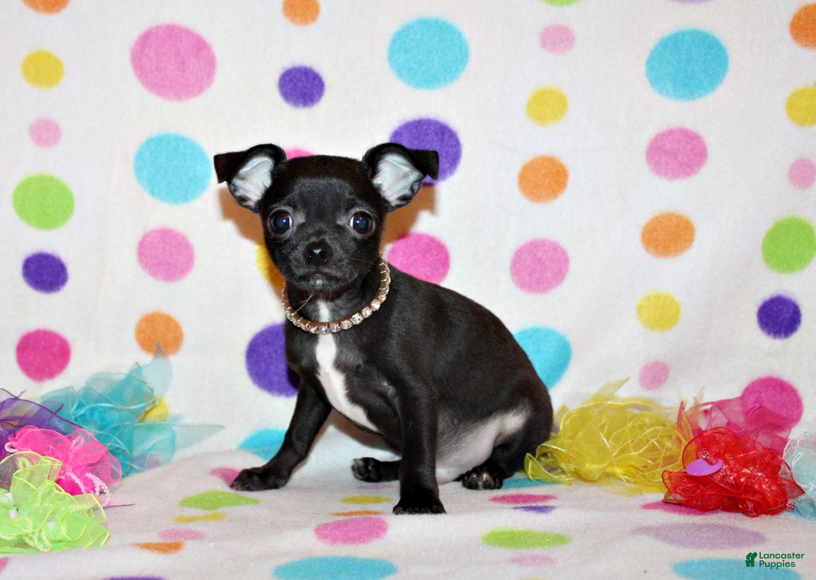 Chihuahua dogs Kincaid - Ad 16