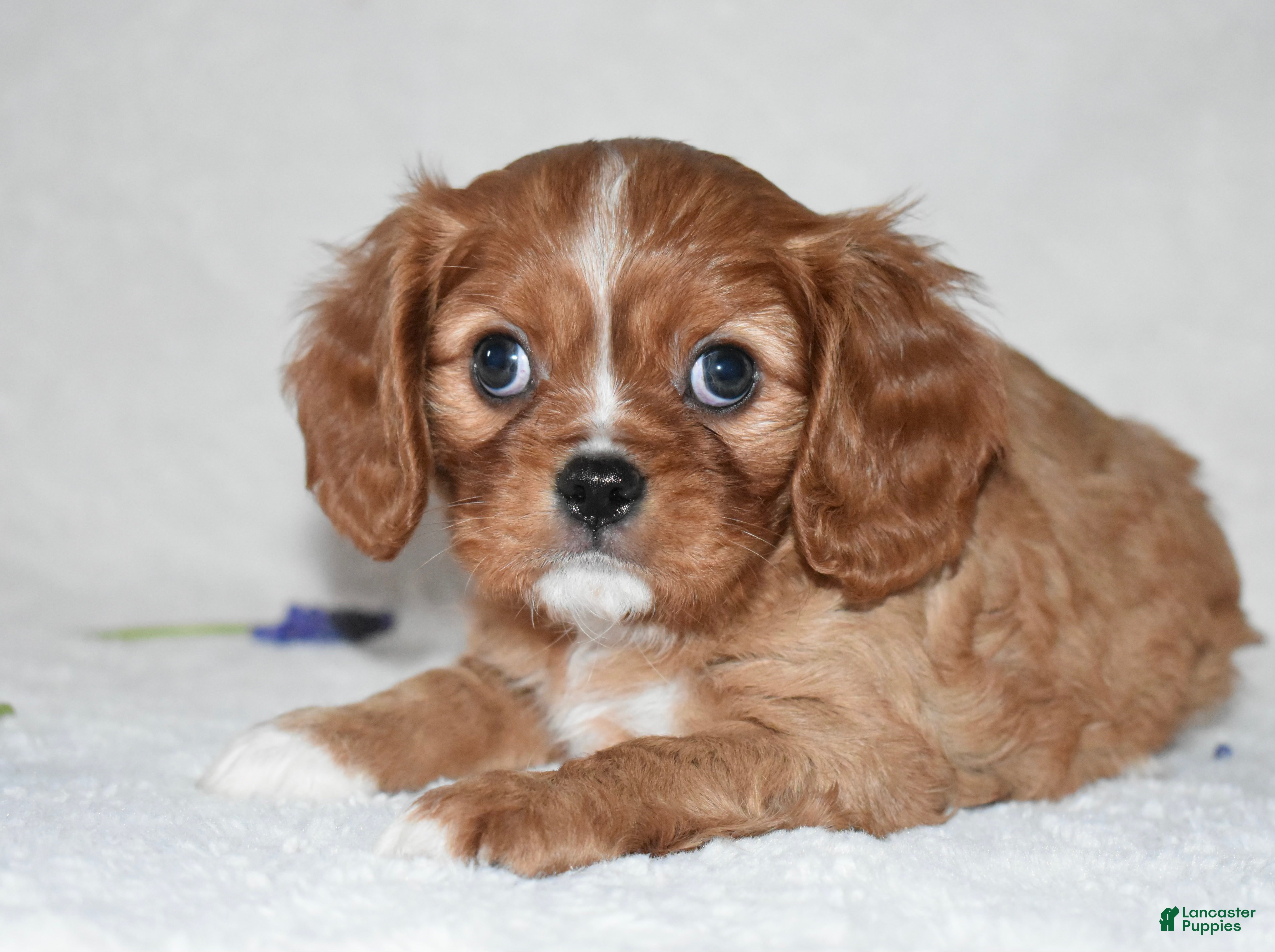 Cavalier King Charles Spaniel dogs Reese - Ad 27