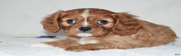 Cavalier King Charles Spaniel dogs for sale: Reese - Ad 1